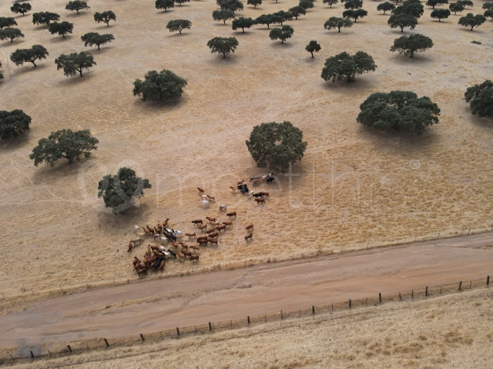 Quinta T4 para Venda em Serpa (Salvador e Santa Maria) Foto 12