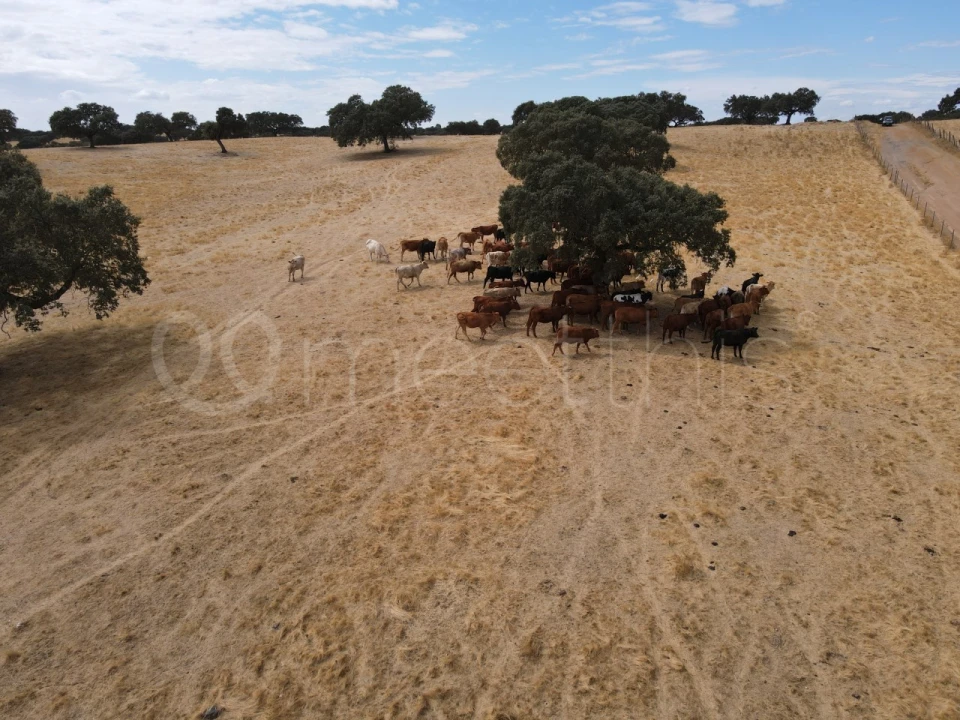 Quinta T4 para Venda em Serpa (Salvador e Santa Maria) Foto 14