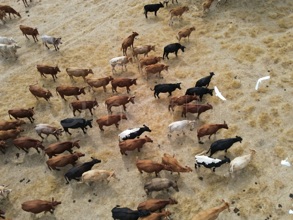 Quinta T4 para Venda em Serpa (Salvador e Santa Maria) Foto 16