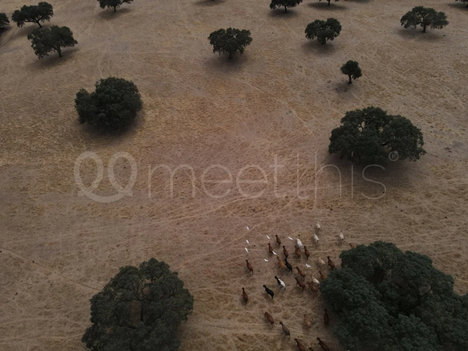 Quinta T4 para Venda em Serpa (Salvador e Santa Maria) Foto 19