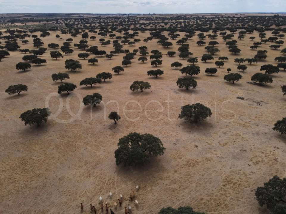 Quinta T4 para Venda em Serpa (Salvador e Santa Maria) Foto 21