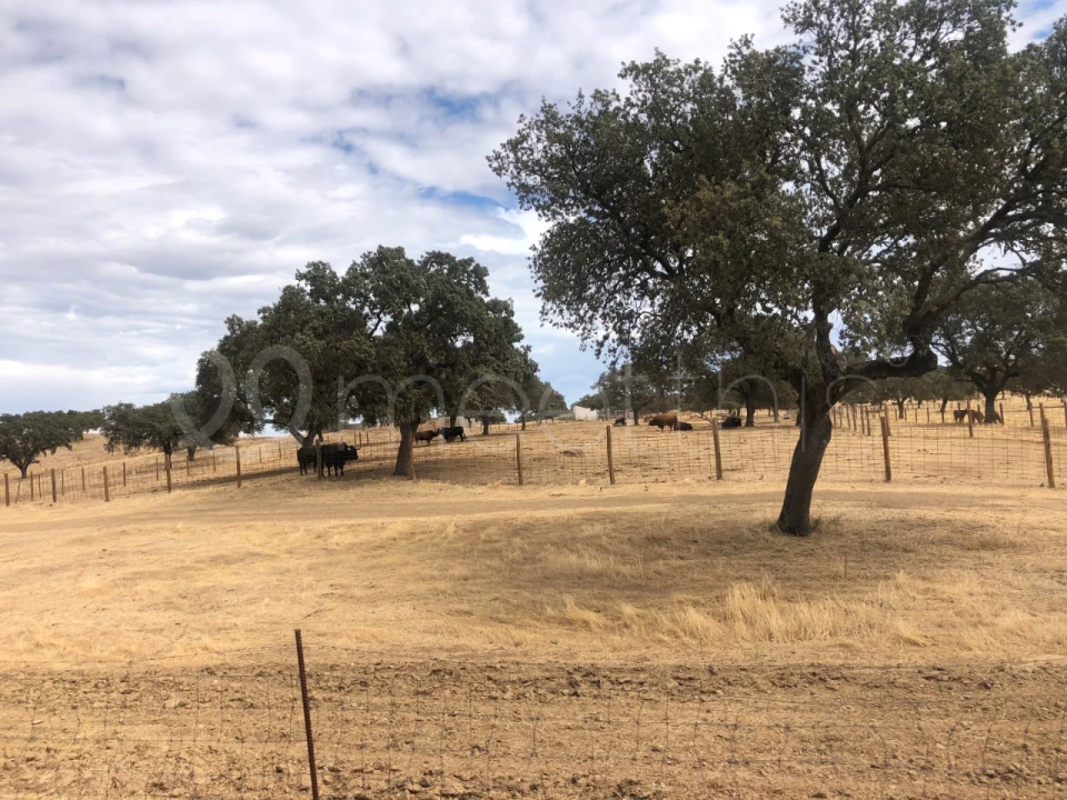 Quinta T4 para Venda em Serpa (Salvador e Santa Maria) Foto 29
