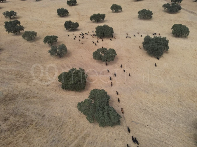 Quinta T4 para Venda em Serpa (Salvador e Santa Maria) Foto 11