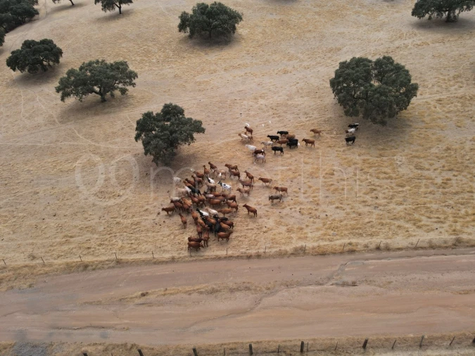 Quinta T4 para Venda em Serpa (Salvador e Santa Maria) Foto 13