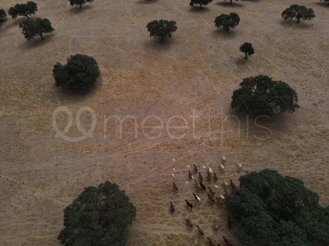 Quinta T4 para Venda em Serpa (Salvador e Santa Maria) Foto 19