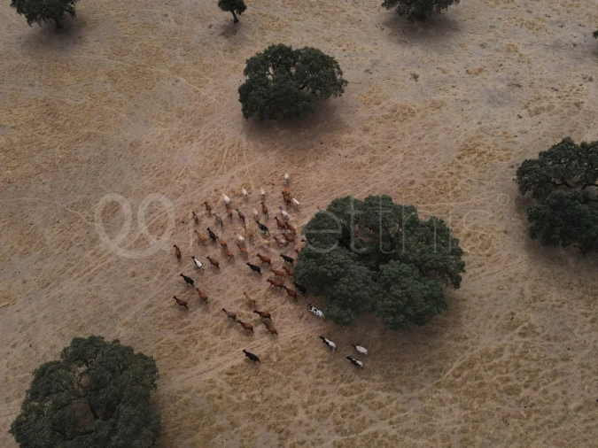 Quinta T4 para Venda em Serpa (Salvador e Santa Maria) Foto 20