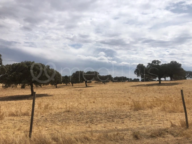Quinta T4 para Venda em Serpa (Salvador e Santa Maria) Foto 28