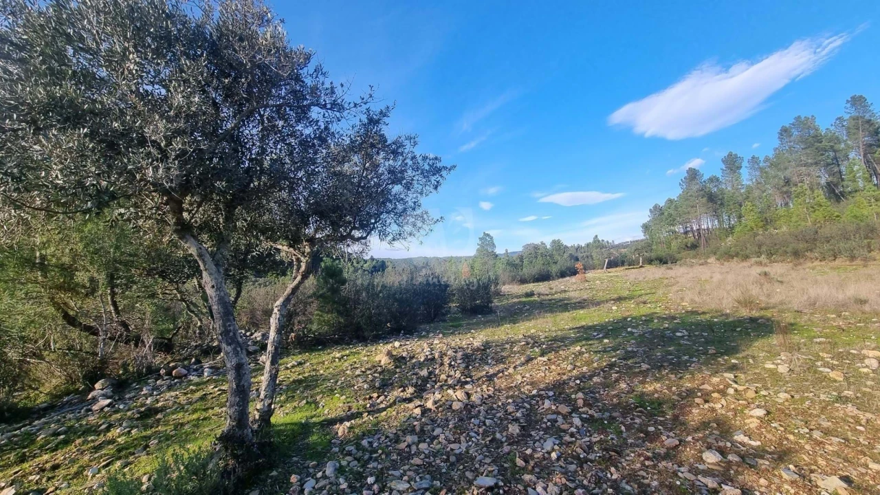 Terreno Agricola ou Rústico para Venda em São Vicente da Beira Foto 22