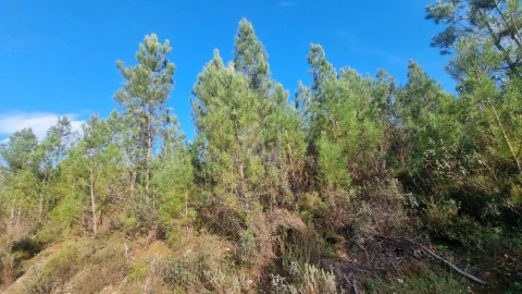 Terreno Agricola ou Rústico para Venda em São Vicente da Beira