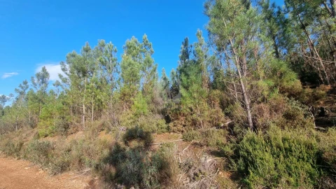 Terreno Agricola ou Rústico para Venda em São Vicente da Beira