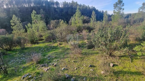 Terreno Agricola ou Rústico para Venda em São Vicente da Beira
