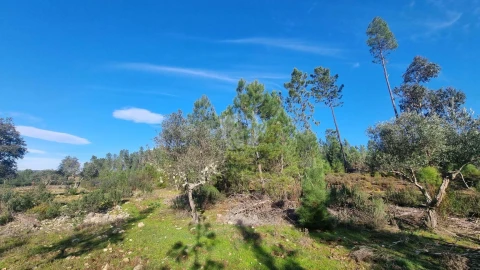 Terreno Agricola ou Rústico para Venda em São Vicente da Beira