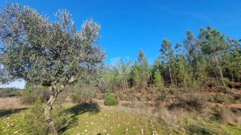 Terreno Agricola ou Rústico para Venda em São Vicente da Beira