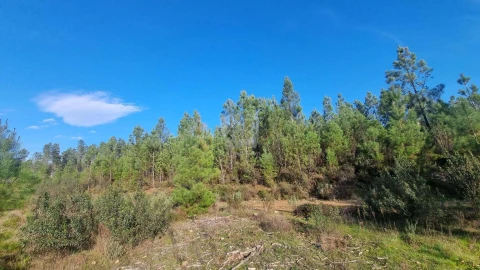 Terreno Agricola ou Rústico para Venda em São Vicente da Beira