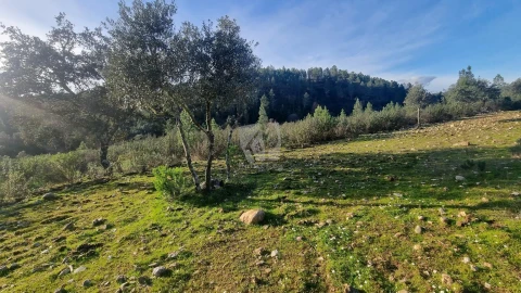 Terreno Agricola ou Rústico para Venda em São Vicente da Beira