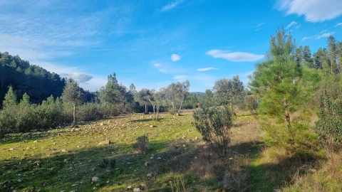 Terreno Agricola ou Rústico para Venda em São Vicente da Beira