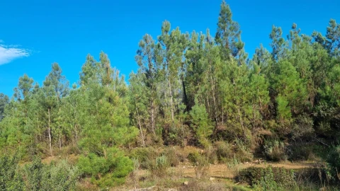 Terreno Agricola ou Rústico para Venda em São Vicente da Beira