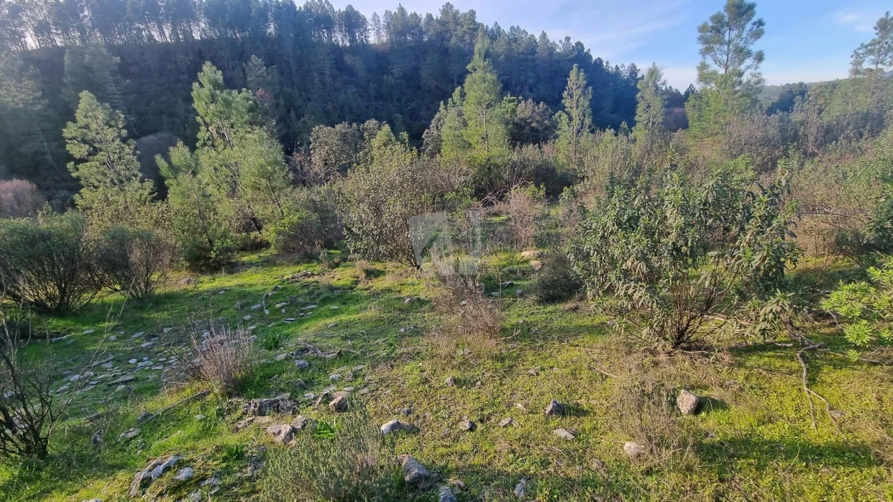 Terreno Agricola ou Rústico para Venda em São Vicente da Beira Foto 17