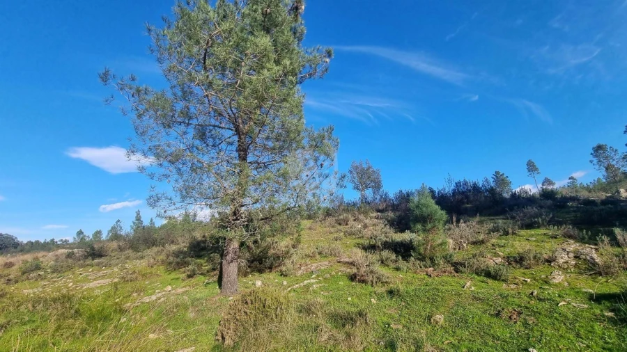 Terreno Agricola ou Rústico para Venda em São Vicente da Beira Foto 12