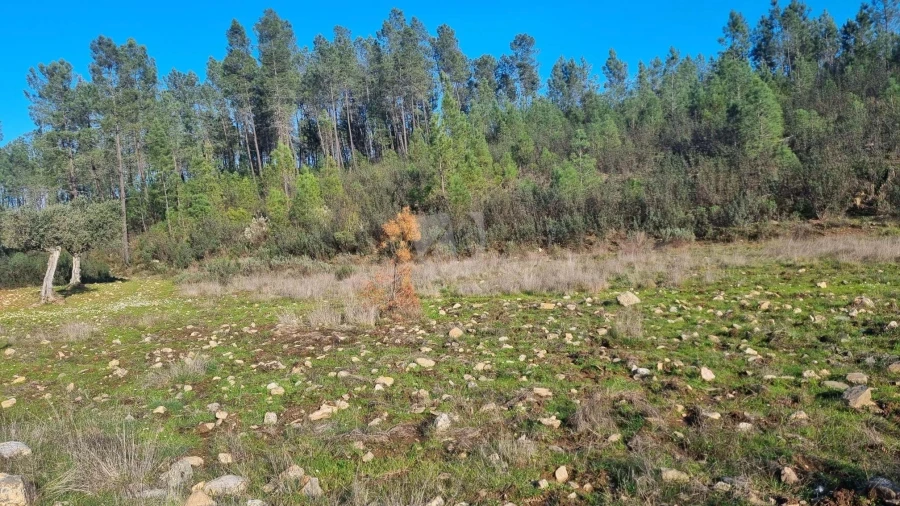 Terreno Agricola ou Rústico para Venda em São Vicente da Beira Foto 19