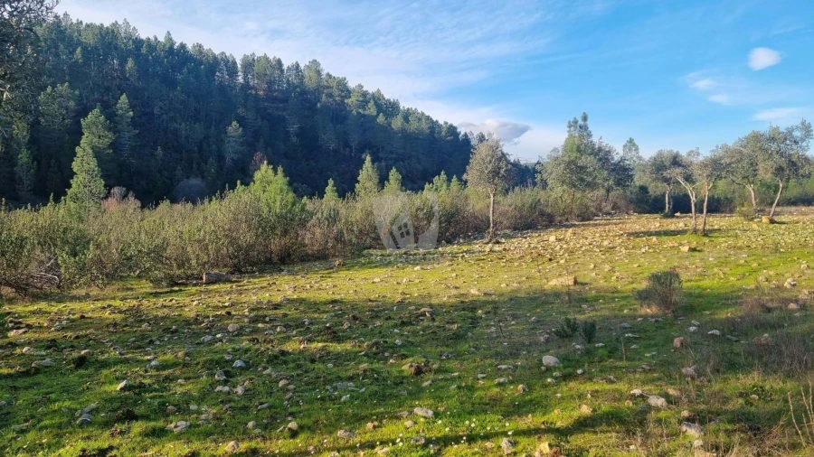 Terreno Agricola ou Rústico para Venda em São Vicente da Beira Foto 25