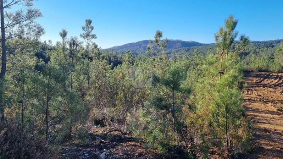 Terreno Agricola ou Rústico para Venda em São Vicente da Beira Foto 35