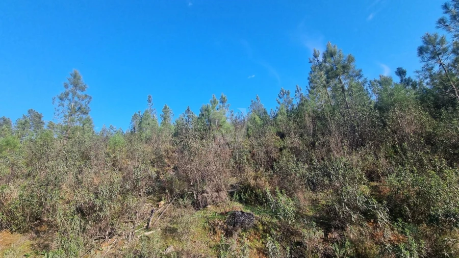 Terreno Agricola ou Rústico para Venda em São Vicente da Beira Foto 34