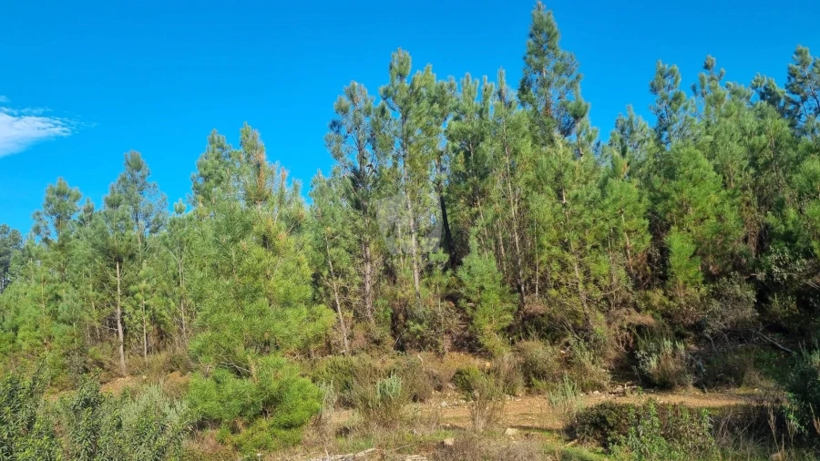 Terreno Agricola ou Rústico para Venda em São Vicente da Beira Foto 31