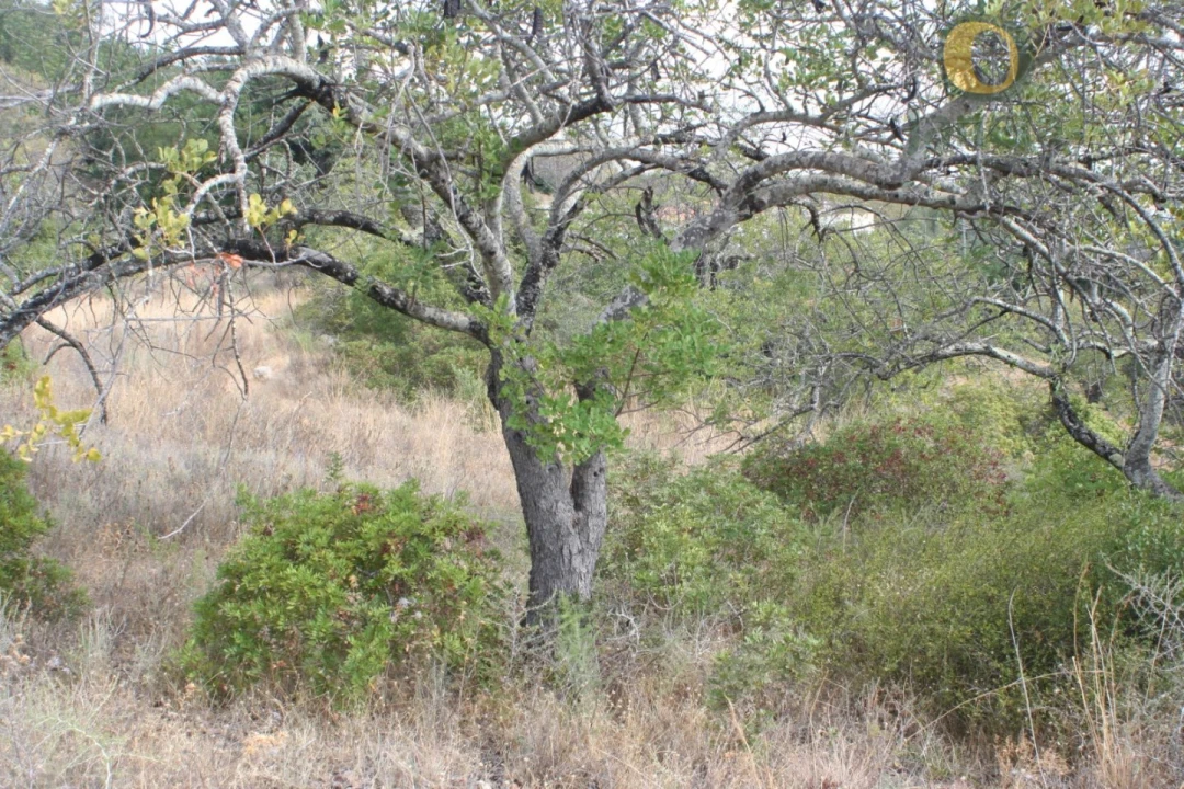 Terreno para Venda em Santa Barbara de Nexe Foto 8