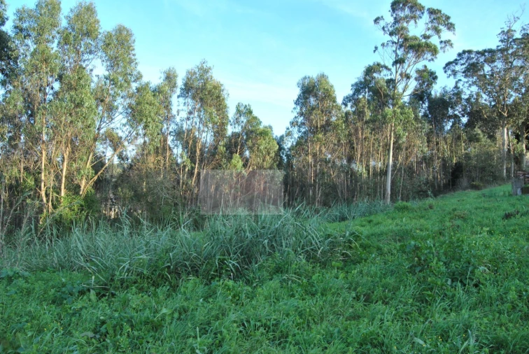 Terreno para Venda em Tornada e Salir do Porto Foto 5