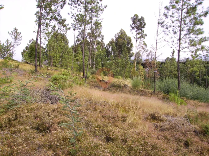 Terreno para Venda em Ceivães e Badim Foto 7