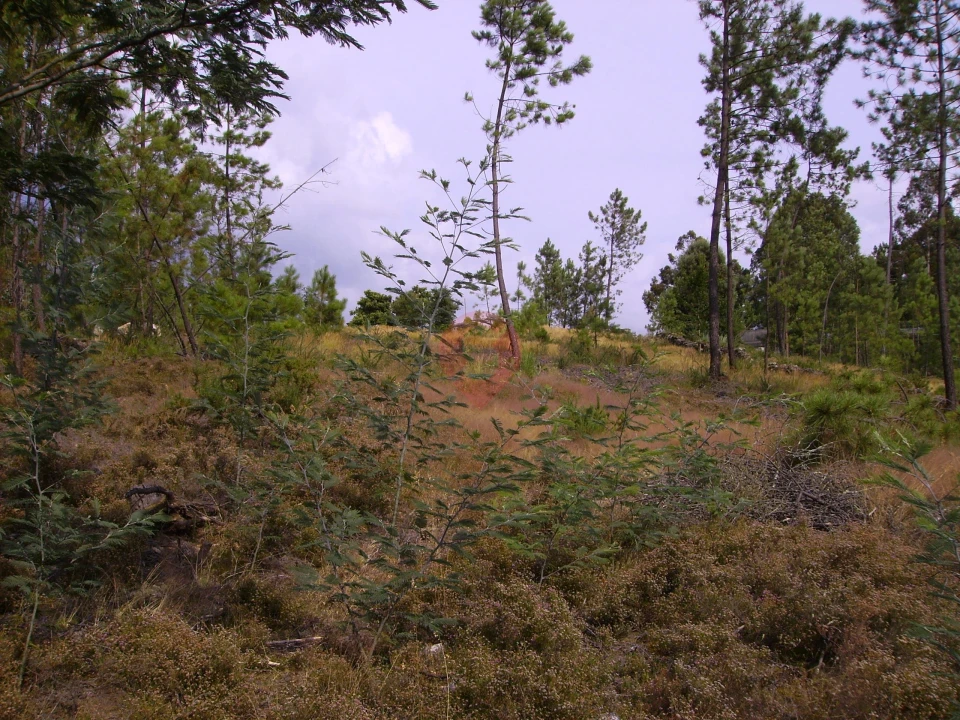 Terreno para Venda em Ceivães e Badim Foto 6