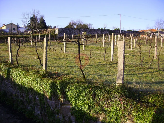 Terreno para Venda em Ganfei Foto 2