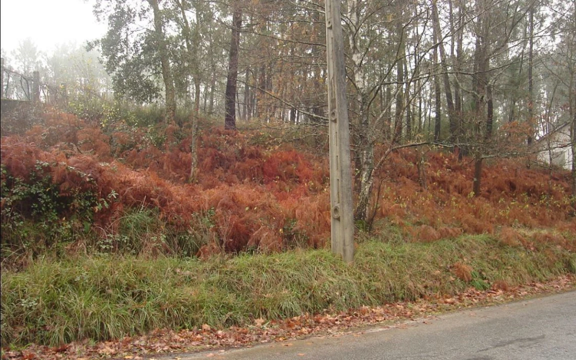 Terreno para Venda em Bela Foto 2