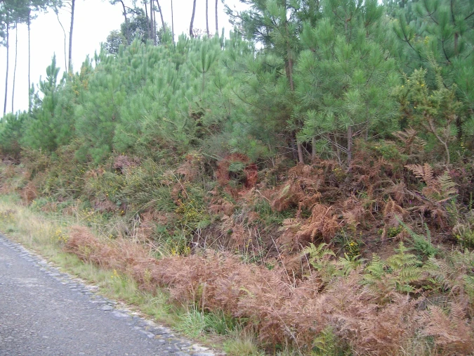 Terreno para Venda em Cambeses