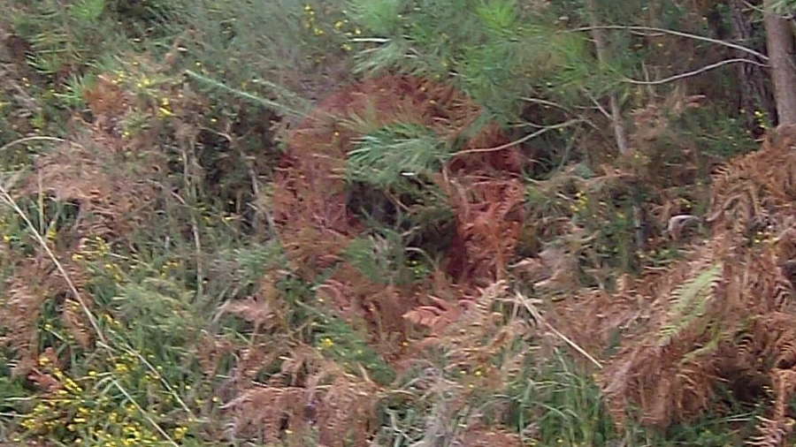 Terreno para Venda em Cambeses
