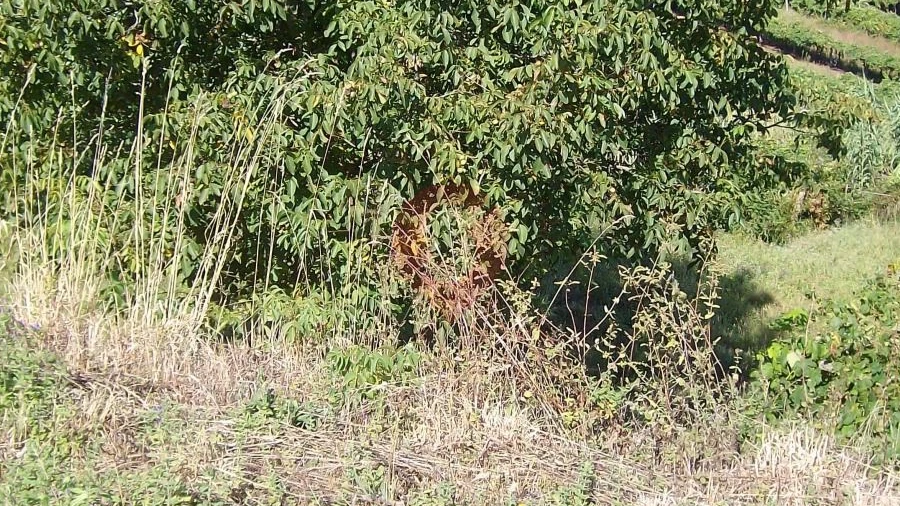 Terreno para Venda em São Paio