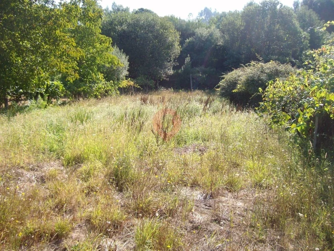 Terreno para Venda em São Paio Foto 1