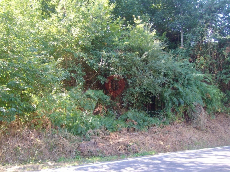 Terreno para Venda em São Paio Foto 1