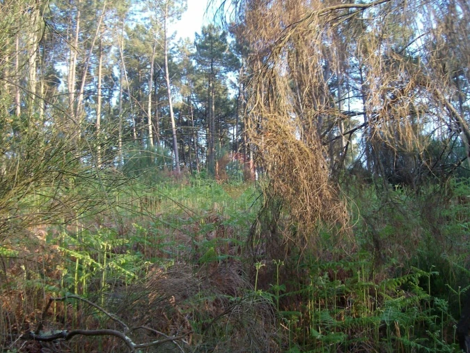 Terreno para Venda em Tangil Foto 5