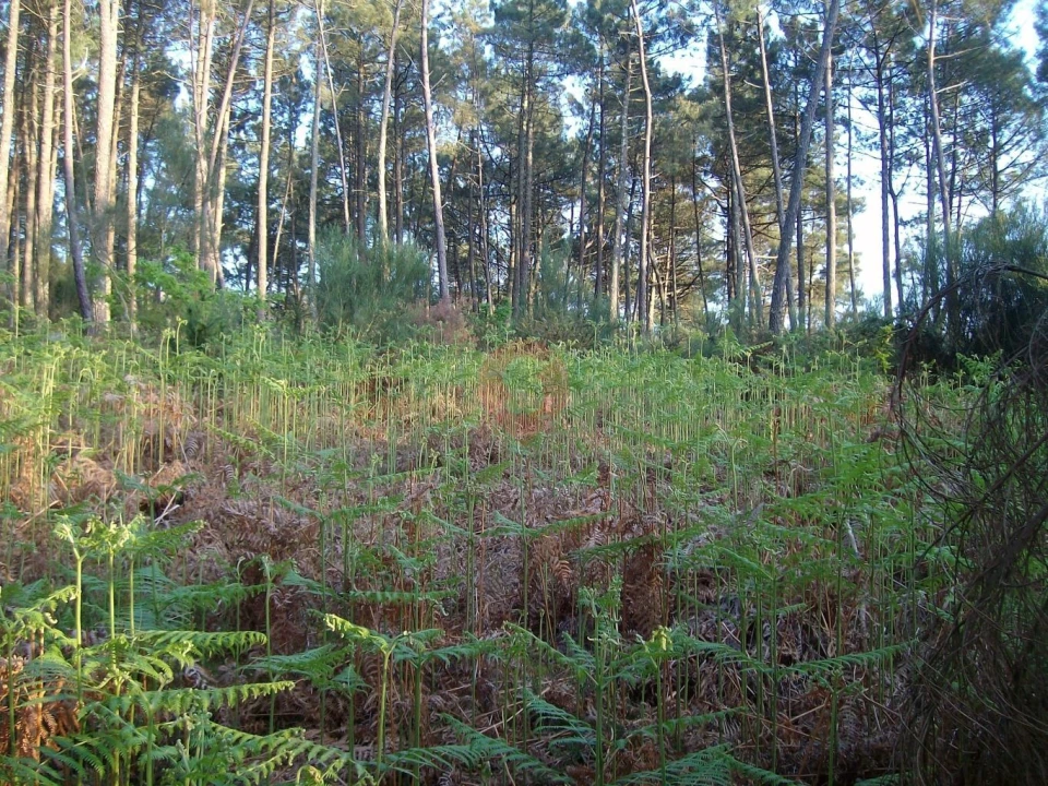 Terreno para Venda em Tangil Foto 6