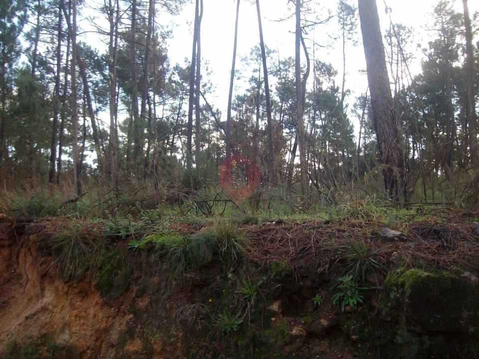 Terreno para Venda em Monção e Troviscoso Foto 1