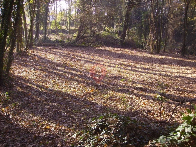 Terreno para Venda em Chaviães e Paços Foto 6