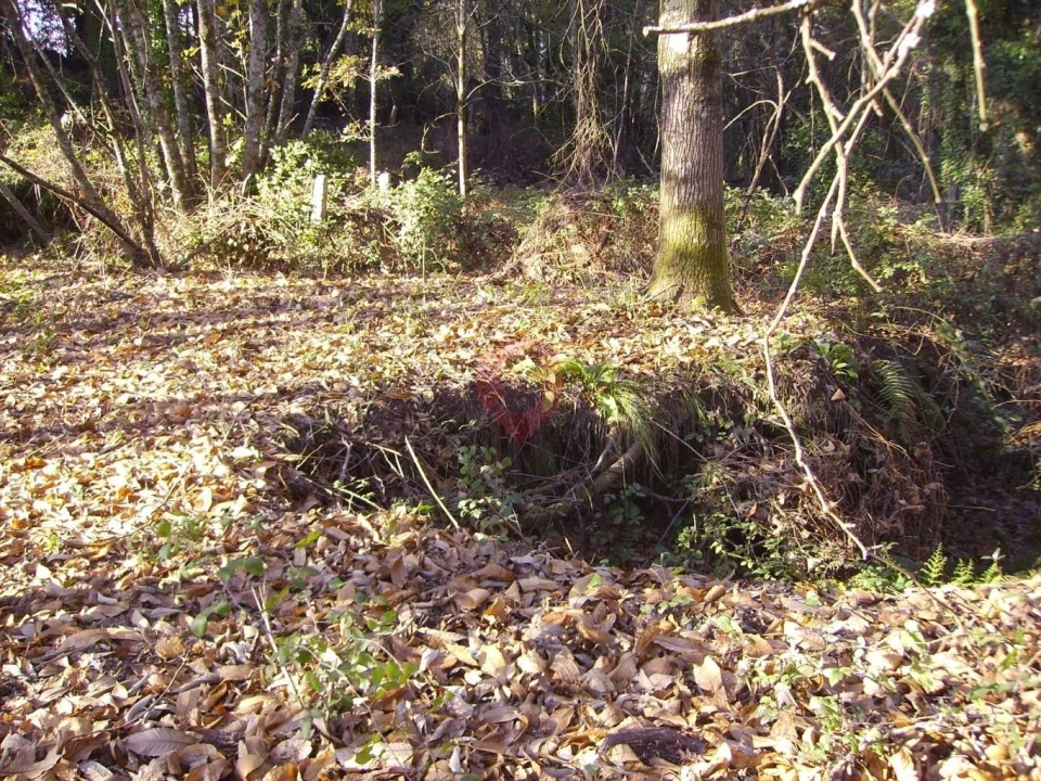 Terreno para Venda em Chaviães e Paços Foto 4
