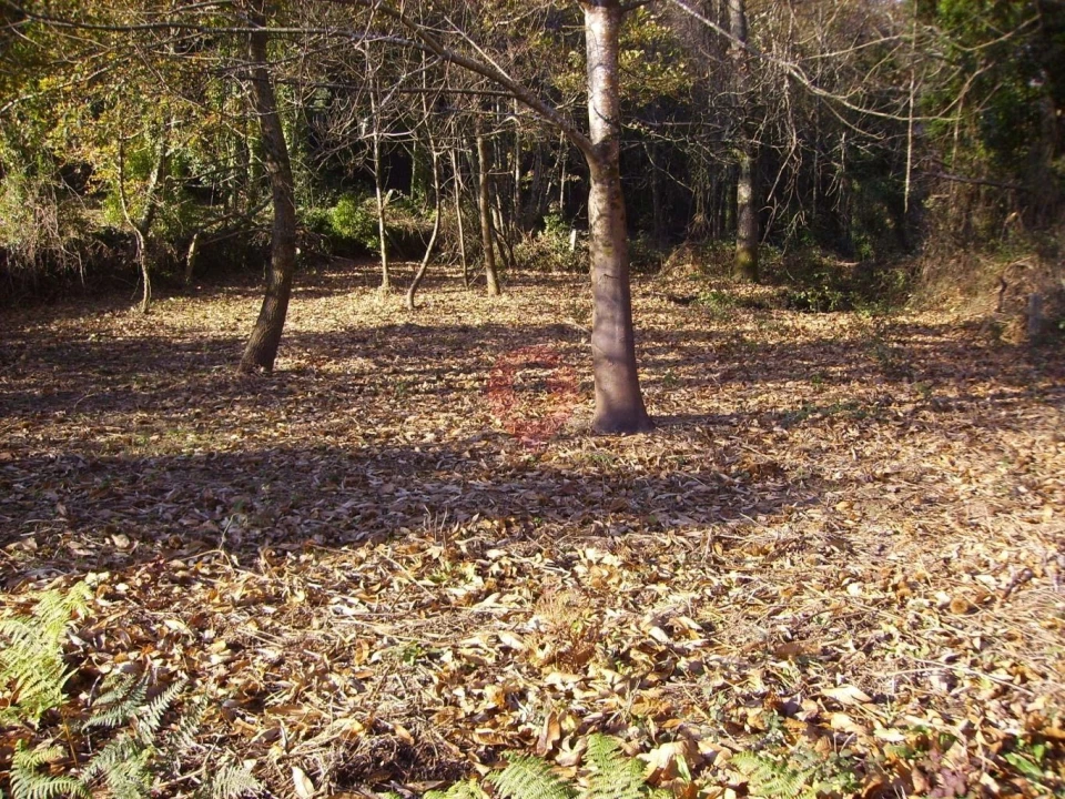Terreno para Venda em Chaviães e Paços Foto 5