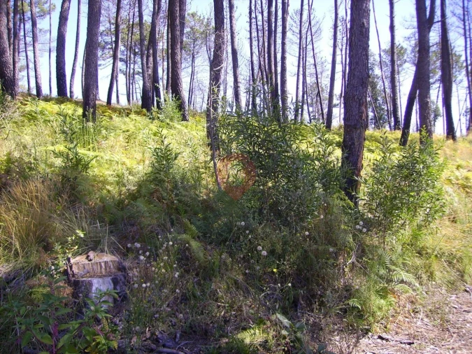 Terreno para Venda em Cambeses