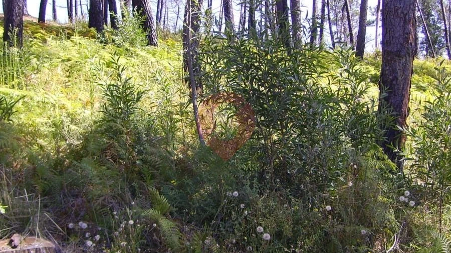 Terreno para Venda em Cambeses
