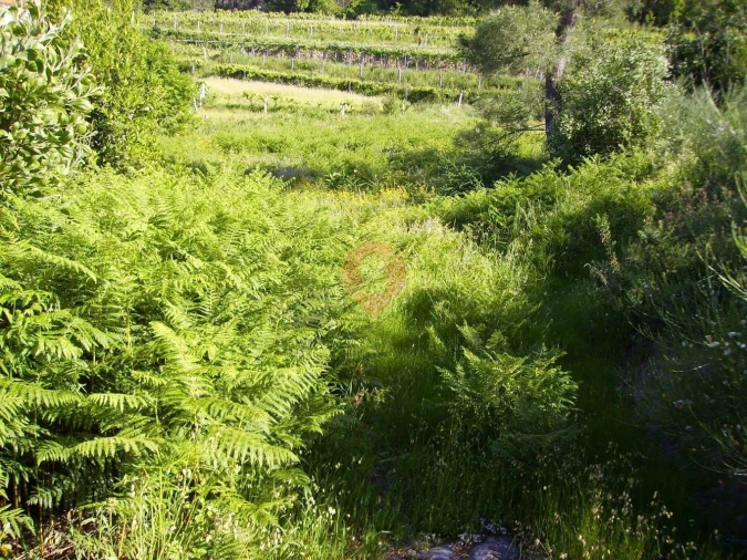 Terreno para Venda em Longos Vales Foto 3
