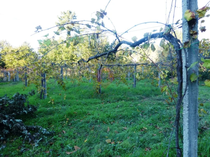 Terreno para Venda em Lara Foto 3