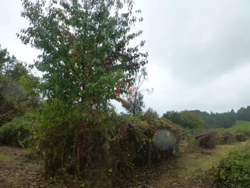 Terreno para Venda em Monção e Troviscoso